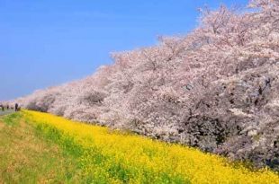 Hoa Anh Đào và cải vàng ở Saitama