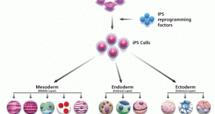 Káº¿t quáº£ hÃ¬nh áº£nh cho táº¿ bÃ o Ã­p